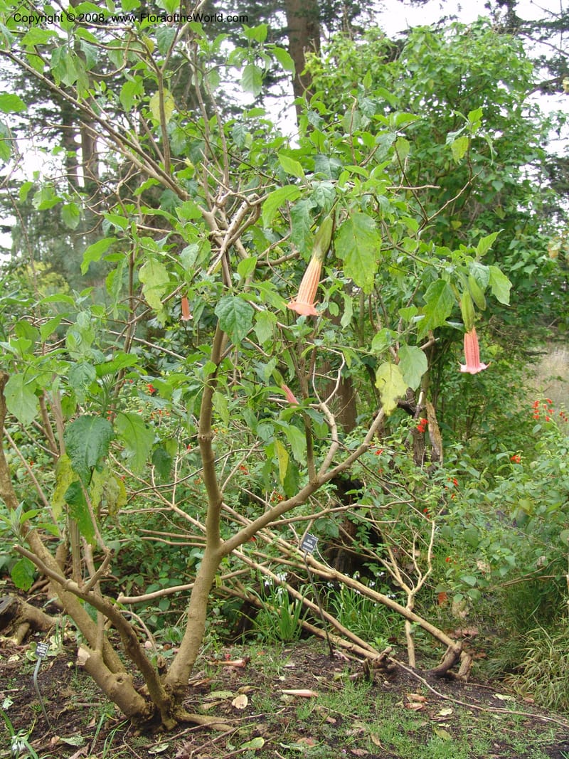 Brugmansia volcanicola--CA. San Francisco Botanical Garden (Strybing Arb.). 30 Mch 06. 274.jpg