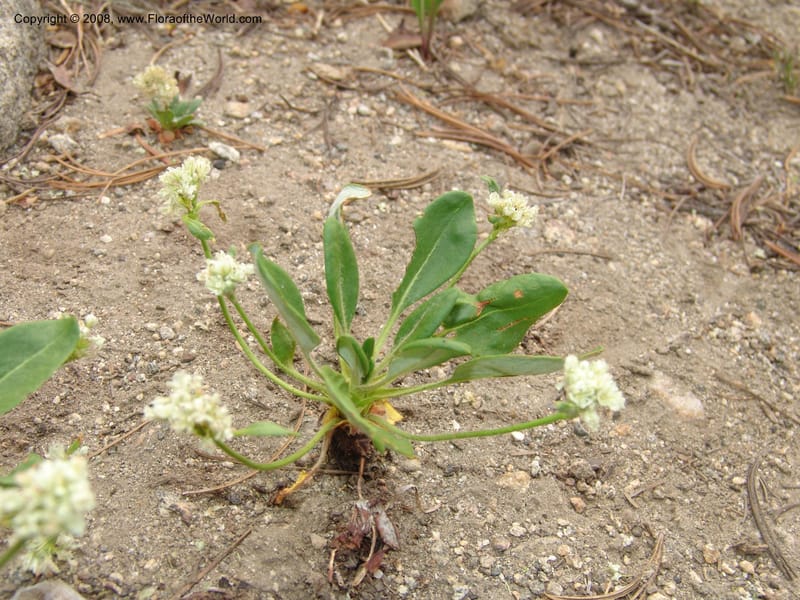 Eriogonum pyrolaefolium v. coryphaeum, CDavidson11099--ID. Valley Co. Top of Brundage Mtn.. 15 Jul 07. 011.jpg