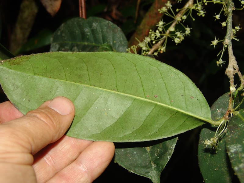 Ilex maxima, Neill 15795--Ecuador. Z.C. Margin of Rio Nangaritza. 17 Sep 07. 206 (8).jpg