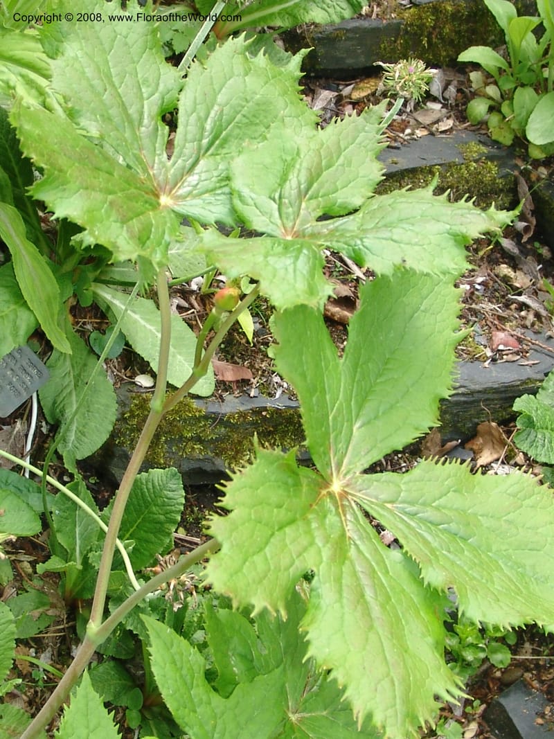 Podophyllum hexandrum--France. Paris. Jardin des Plantes. 28 Apr 05. 229.jpg