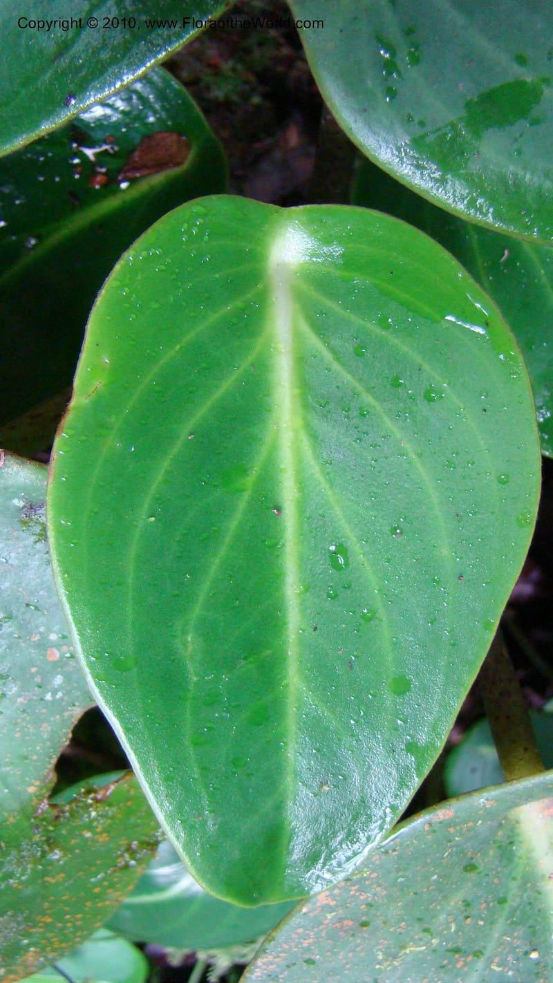 Peperomia...WDS#27264,Nicaragua,Matagalpa,La Selva Negra,16June2008 131.jpg