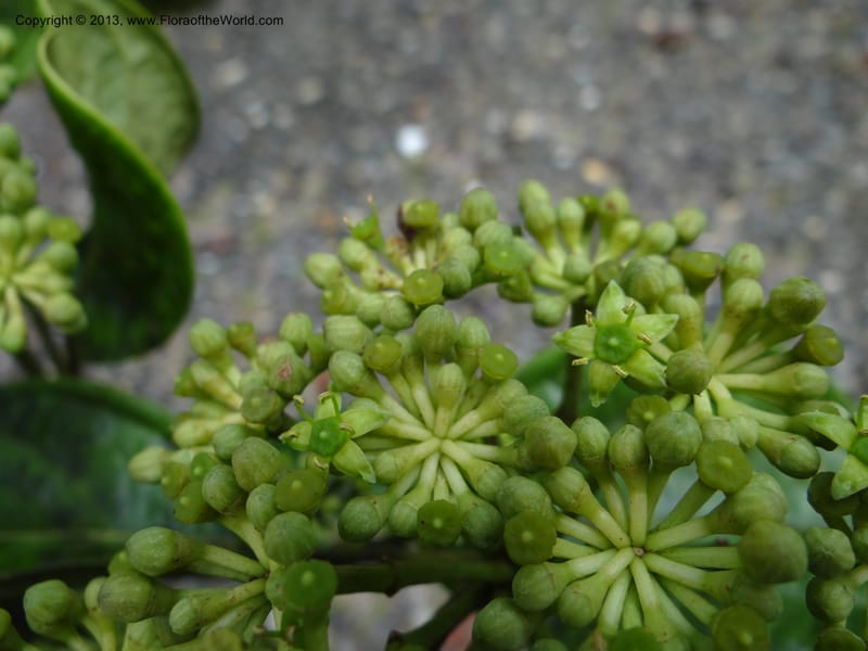 Aralia, SAN.153245--Malaysia, Sabah. Tawai For. Res. 9 Apr 2012. DSC07890 (99).JPG