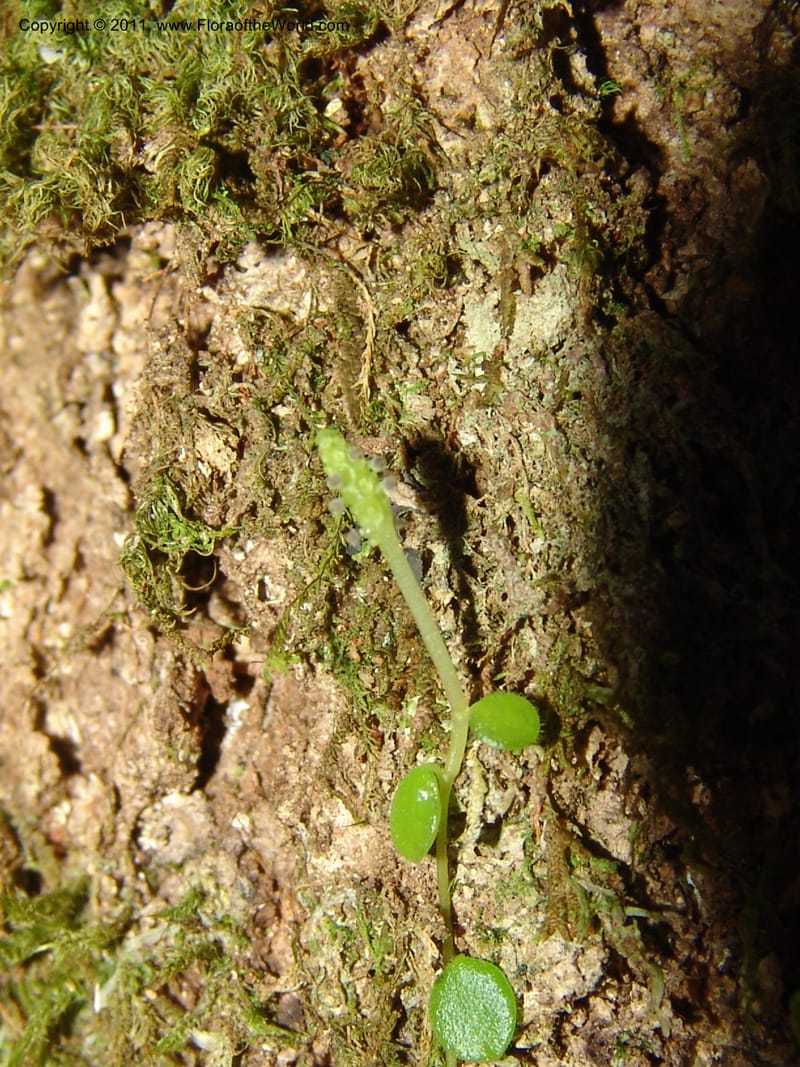 Peperomia, ROR1598--Madag. Parc Nat. Montagne d'Ambre. 11 Nov 06. 347.jpg