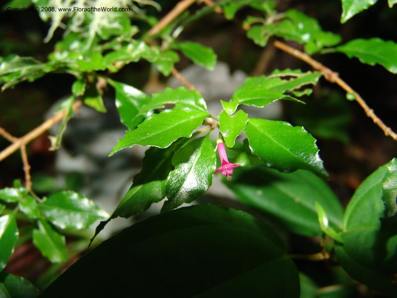 Fuchsia--MX. Chiapas. Trail to El Triunfo Biosphere Pres. 9 Nov 04. 091.jpg
