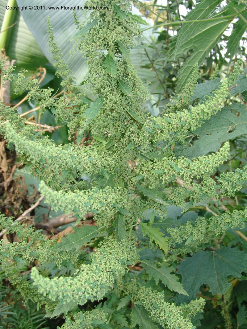 Girardinia bullosa--Ethiopia. Wendo Genet, near Wabe Shebelle Hotel. 14 July 04. 041 (2).jpg