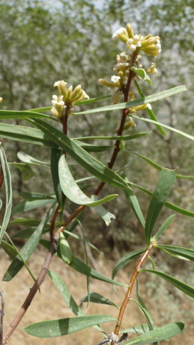 Daphne mucronata, A. G. Miller 128.3--Iraq. Kurdistan. Shakh-i Pira Magun. 10 June 2010. 131 (15).jpg