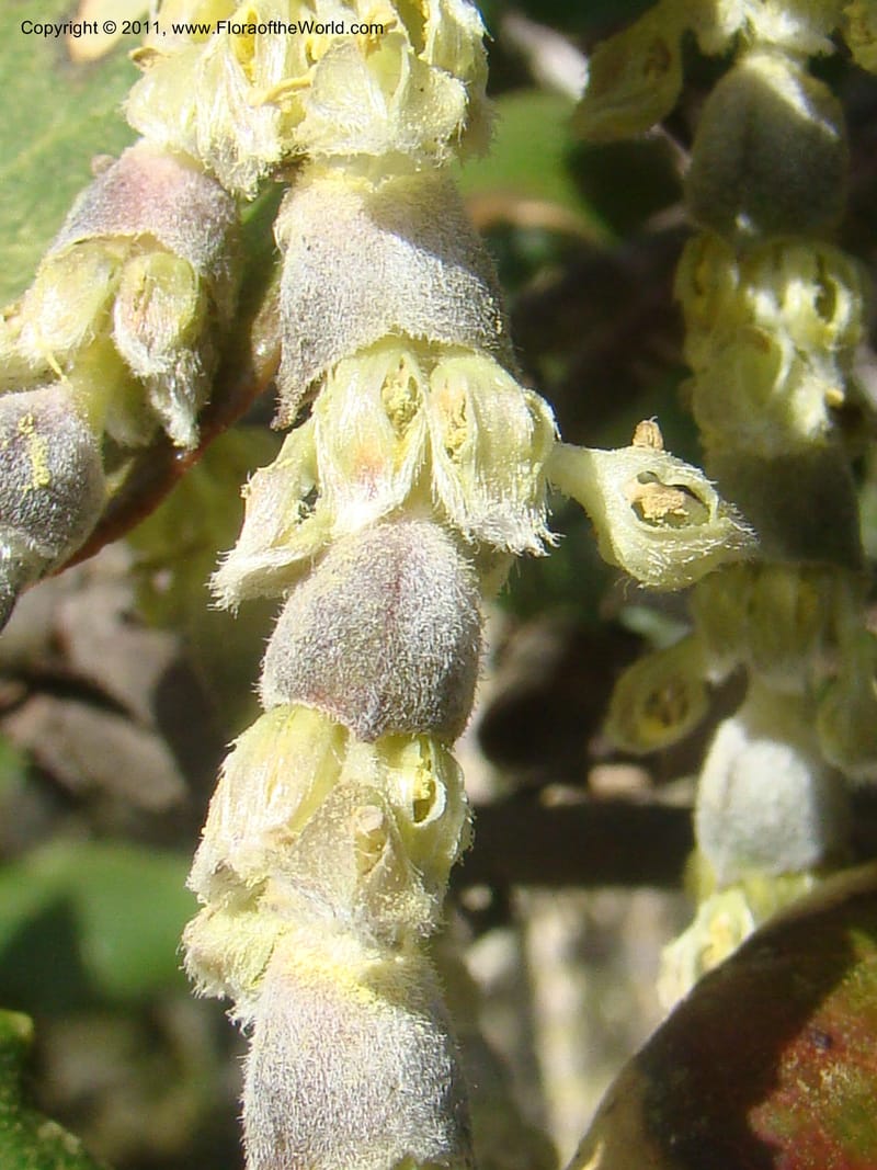 Garrya elliptica, C. Davidson 11826--CA. Moonstone Beach. 26 Jan 2011. 032 (1).jpg