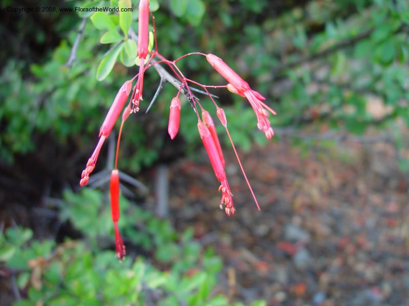 Fouquieria macdougalii--CA. UCLA. Mathias Bot. Gard. 13 Feb 03. 164.jpg