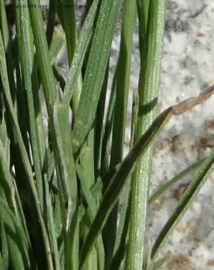 Sporobolus, Davidson, C 12579--Idaho. Valley Co. Lick Cr. Summit. 14 Jul 2014.  (125).JPG