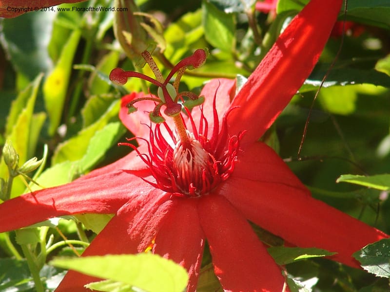 Passiflora vitifolia, Farfan 785--Peru. Edo. Madre de Dios. Laguna Valencia. 22 Oct 05. 003.jpg