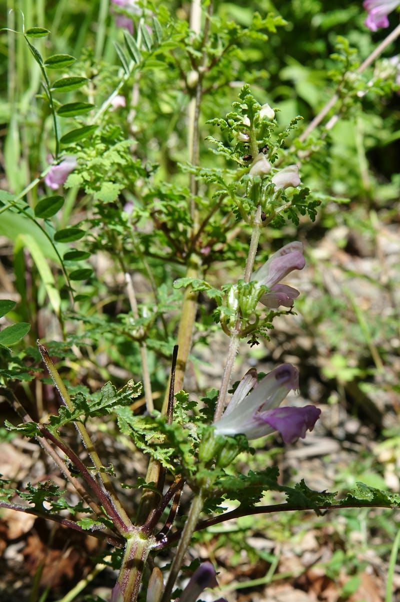 Pedicularis pseudomelampyriflora, C. Davidson 13757--China. Sichuan. Yibailingba-gou. 12 Aug 2017. DSC04660 (580).JPG