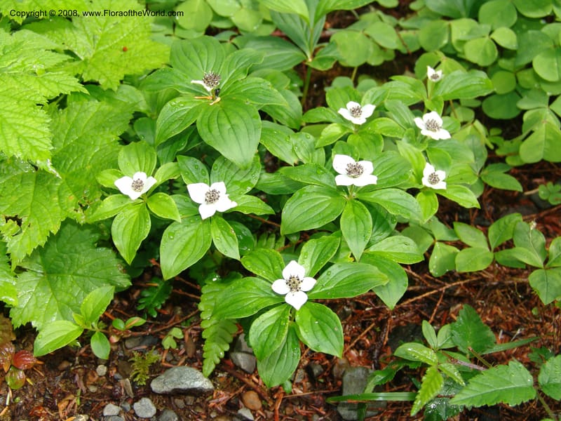 Cornus canadensis--WA. Grays Harbor Co. Quinault Rain For, Lake Quinault. 15 Jun 06. 028.jpg