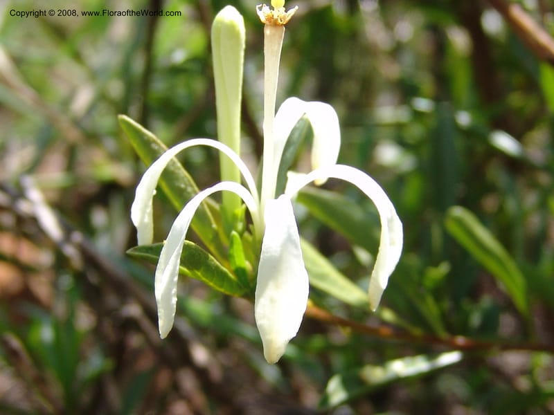 Turraea obtusifolia--So.Africa. Mpumal. twd Rietfontein. 16 Mch 05. 324.jpg