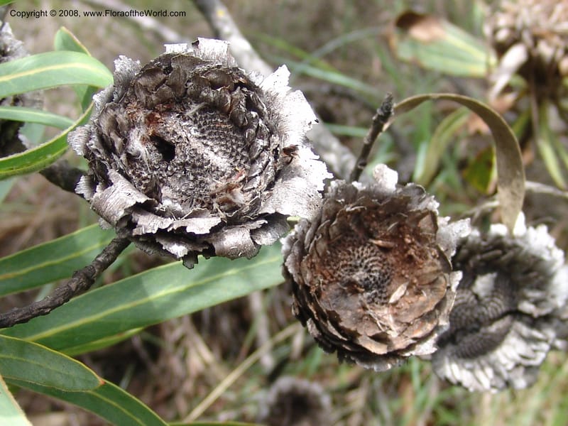 Protea neriifolia--So.Africa. E. Cape. Van Stadens Wildfl. Res.. 6 Mch 05. 103.jpg