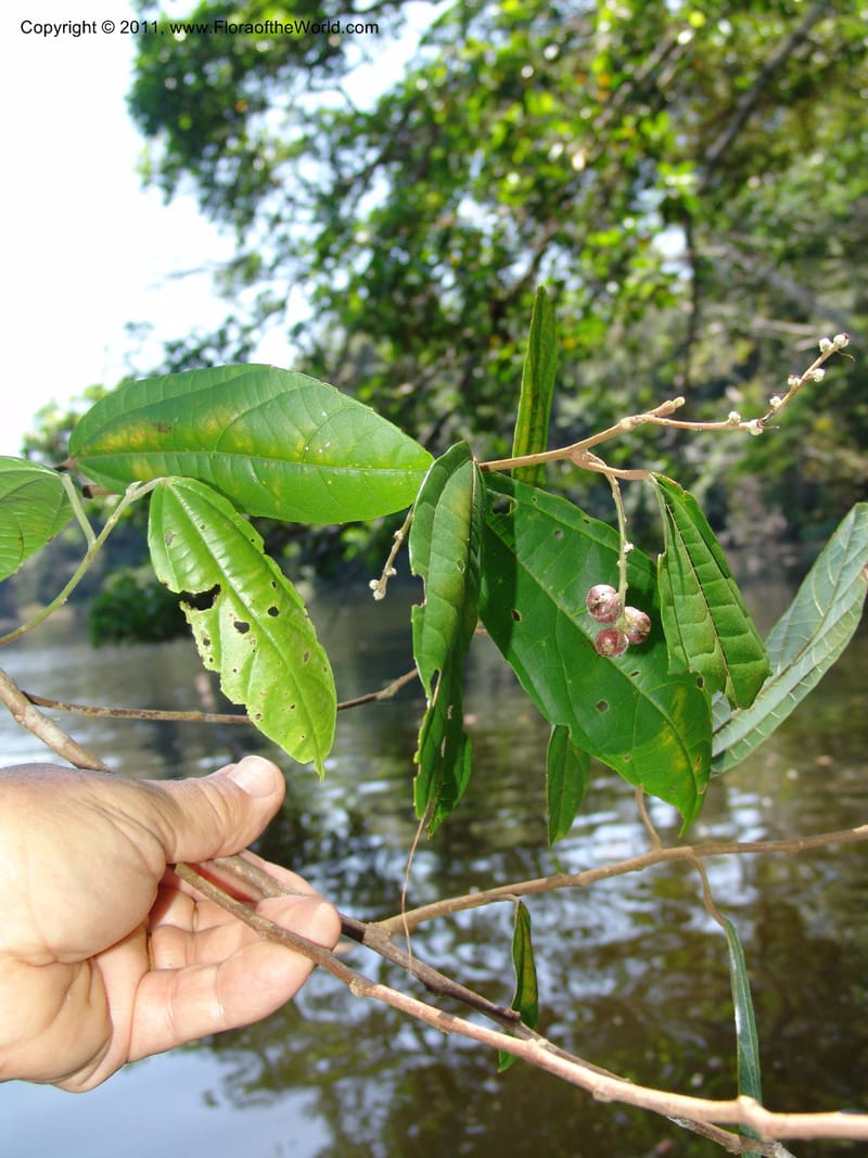 Alchornea glandulosa, A Araujo M 3151--Bolivia.  Pq. Nal. Madidi. Laguna Chalalan. 26 Sep 06. 182 (1).jpg