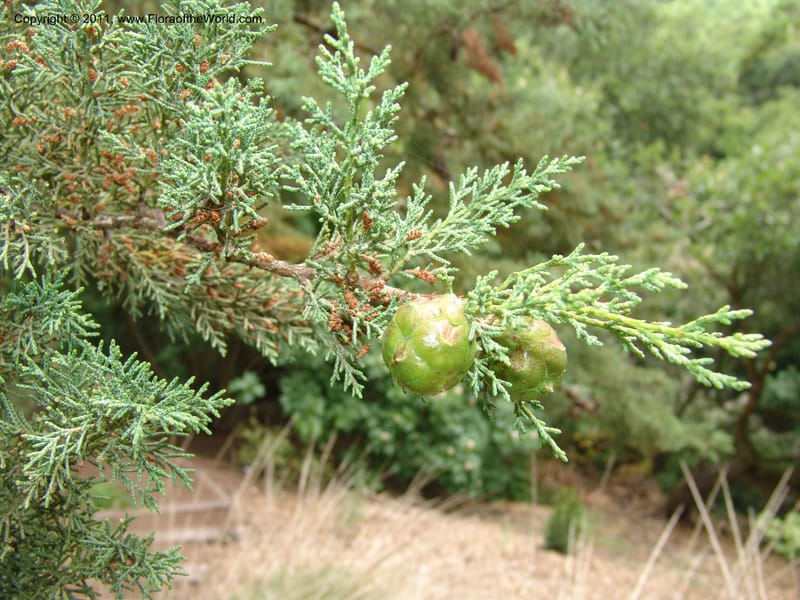 Cupressus abramsii, 76.0133--CA. UC Berkeley Bot. Garden. 31 May 07. 595.jpg