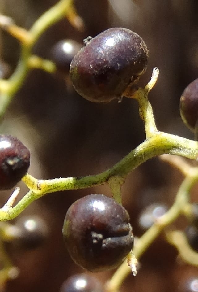 Joinvillea, Callmander, M 1274--New Caledonia. PinPin. 20 Nov 2015. DSC03938 (366).JPG