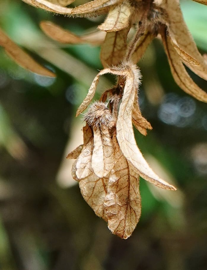Engelhardia serrata, D. Boufford 44146--China. Yunnan. Along G213. 4 May 2018. DSC02084 (107).JPG