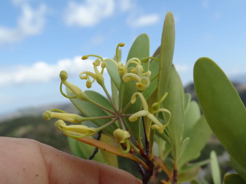 Stenocarpus umbellifer, Callmander, M 1251--New Caledonia. Col d'Arama. 16 Nov 2015. DSC02942 (21).JPG