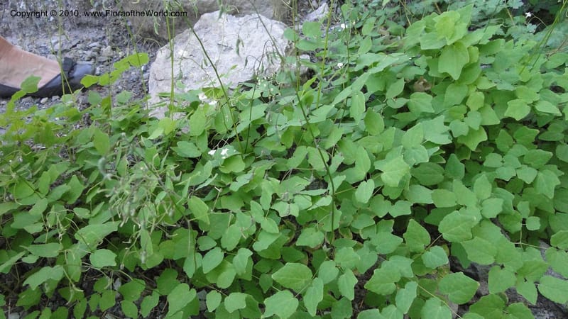 Vancouveria hexandra, C. Davidson 11779--OR. Multnomah Co. Mt. Hood. 16 August 2010. 043 (42).jpg