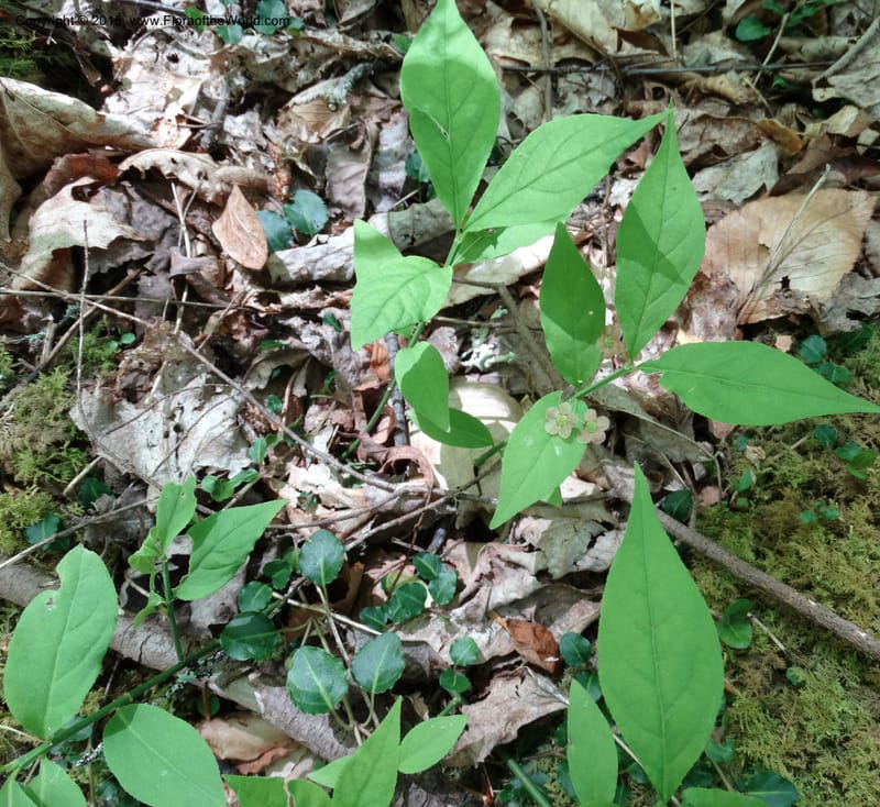 Euonymus obovatus, Davidson, C 12987--North Carolina. Clay Co. Perry Gap Rd, Barnard's Cr. 13 May 2015. DSC04860 (221).JPG
