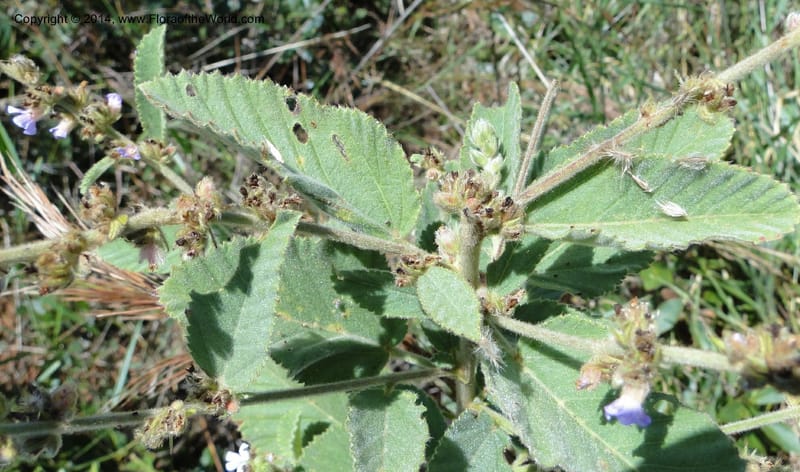 Melochia villosa tomentosa, Stevens, W.D. 31048, Cerro Cora, 15 Mar 2011 1424 (2).JPG