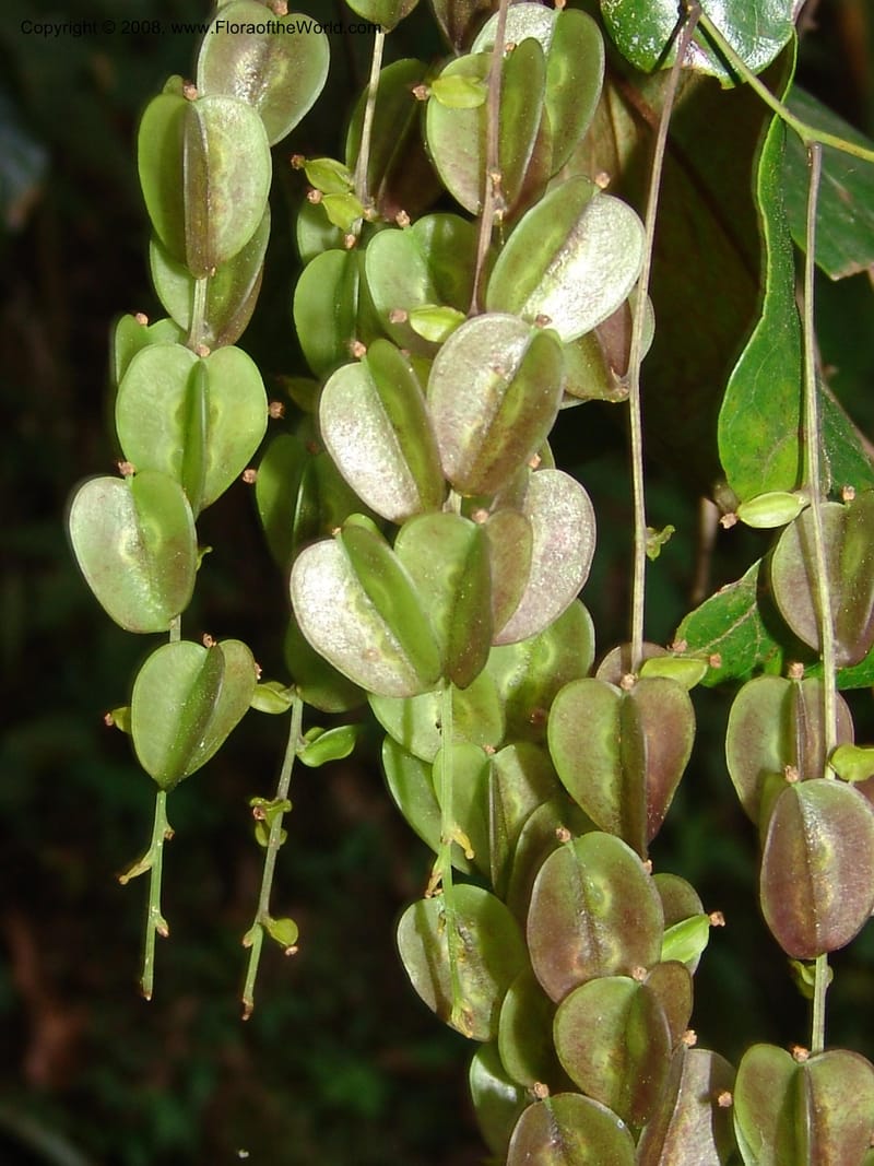 Dioscorea, N.Martinez589--MX. Chiapas.  Camino Finca Prusia a Queretaro. 12 Nov 04. 034.jpg