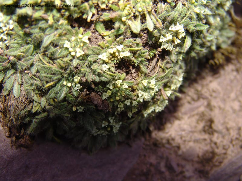 Valeriana, R. Vasquez 33191--Peru. Cusco. Calca. Abra de Chayna Puerto. 3 Nov 07. 184 (16).jpg