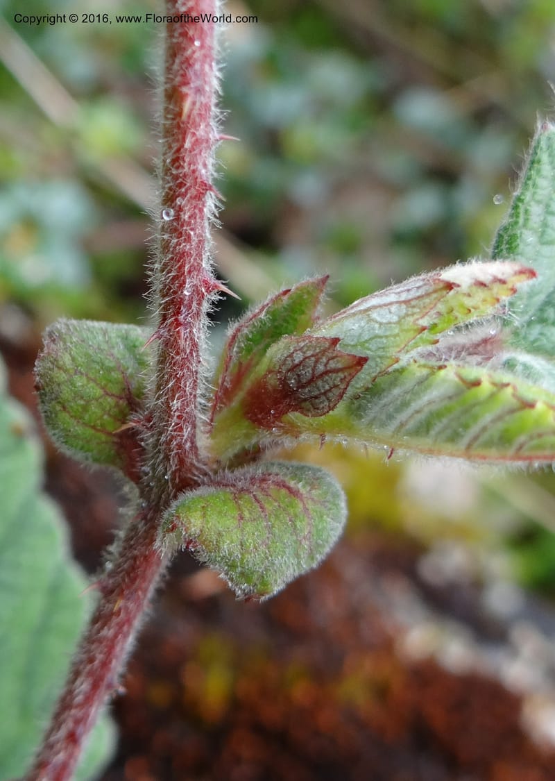 Rubus, Ulloa, C 2384--Ecuador. Azuay. Matanga. 2 Oct 2012. DSC06351 (312).JPG