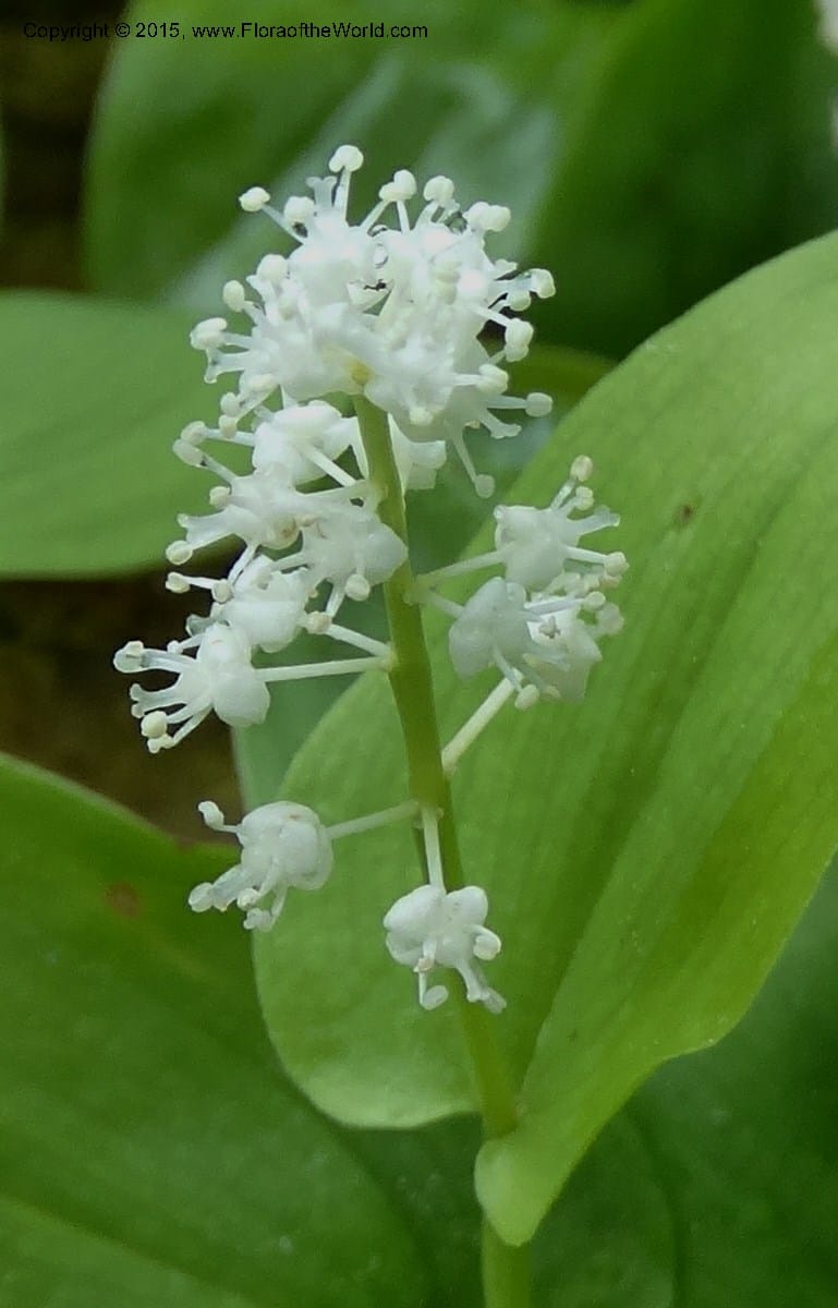 Maianthemum canadense, Davidson, C 13064--North Carolina. Haywood Co. Grassy Ridge Mine Overlook. 21 May 2015. DSC06988 (7).JPG
