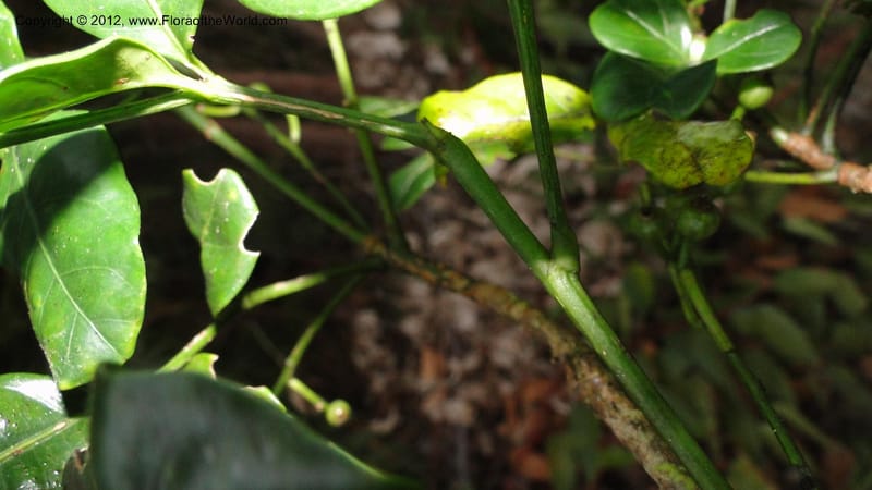 Polyscias, N. Manjato 196--Madagascar. E of Ambositra toward Antoetra. 2 May 2010 440 (10).jpg