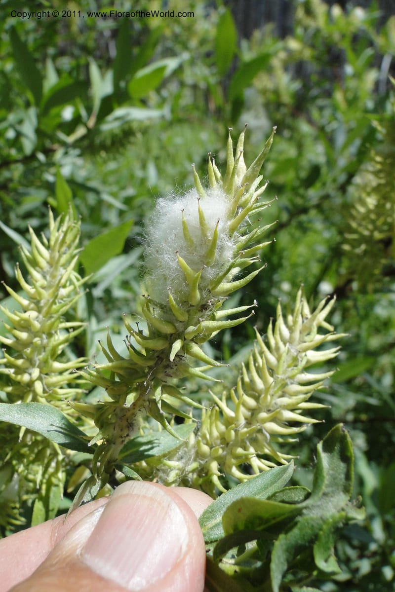 Salix, Davidson, C 11870--Idaho. Idaho Co. Warren Wagon Rd. 8 July 2011. 074 (3).jpg