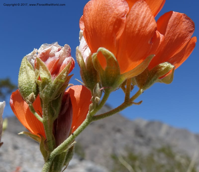 Sphaeralcea ambigua var. rugosa, Davidson, C 13113--California. Inyo Co. N. Death Valley Rd. Stop 1. 18 Apr 2016.  (27).JPG