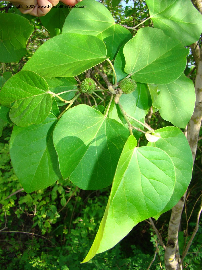 Croton, WDStevens27296--Nicaragua. Matagalpa. Kukamonga N of Esteli. 17 Jun 08. 145.jpg