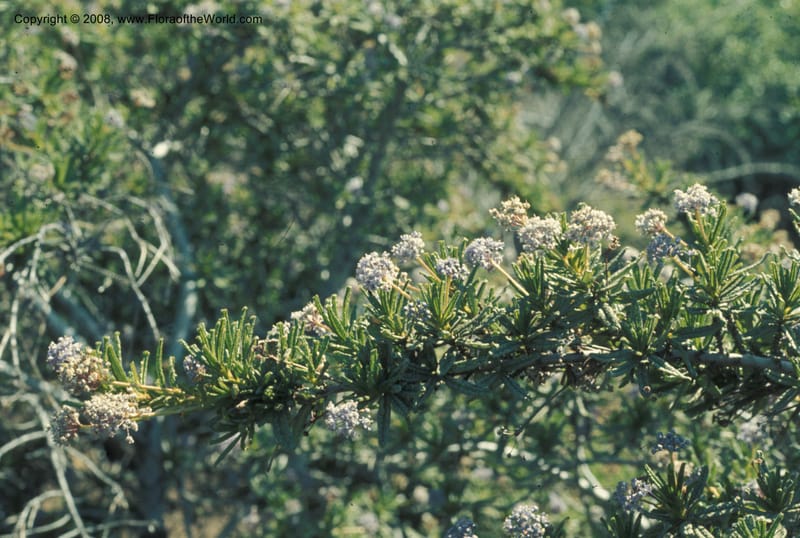 Ceanothus papillosus ssp roweanus, CDavidson5598--CA. Riverside Co. Pleasant's Pk., Sta Ana Mts. 18 May 77. 004.jpg