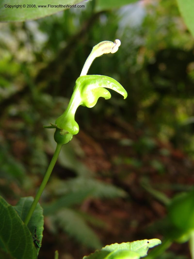 Burmeistera, Croat93550--Ecuador. Prov. Sucumbio. Jct w rd to San Rafael Falls. 18 Aug 04. 025.jpg