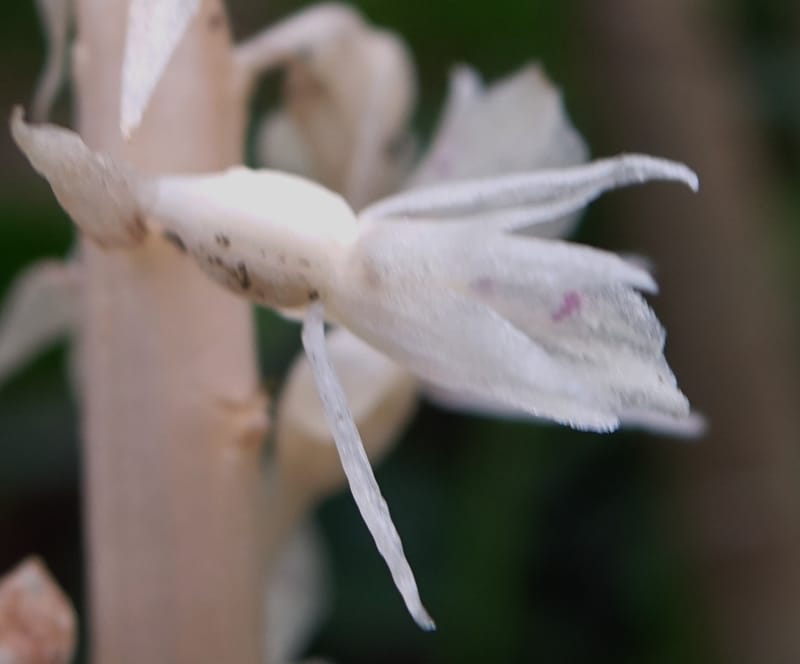 Epipogium roseum, Chung Kuo-Fang 3342--Taiwan. YangMing Shan Nat. Park. 18 May 2016. DSC02685 (226).JPG
