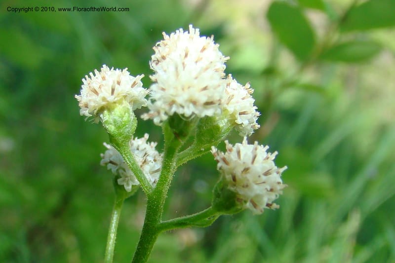Antennaria racemosa, C. Davidson 11373--Idaho. Idaho Co. Salmon River. Polly Bemis Ranch. 27 May 2009. 074.jpg