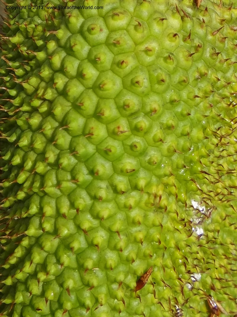 Pandanus helicopus, Callmander 1023--Sabah. Klias Forest Reserve. 3 Apr 2012. DSC06489 (206).JPG