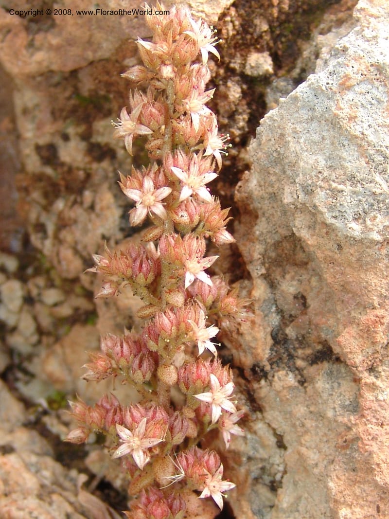 Sedum creticum v. monocarpicum--Crete. Imbros Gorge. 29 May 05. 021.jpg