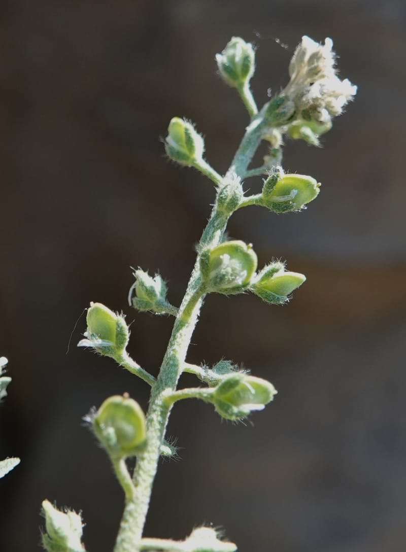 Alyssum alyssoides, C. Davidson 13796--Oregon. Union Co. Hwy 82, near summit. 6 Jun 2018. DSC05441 (64).JPG