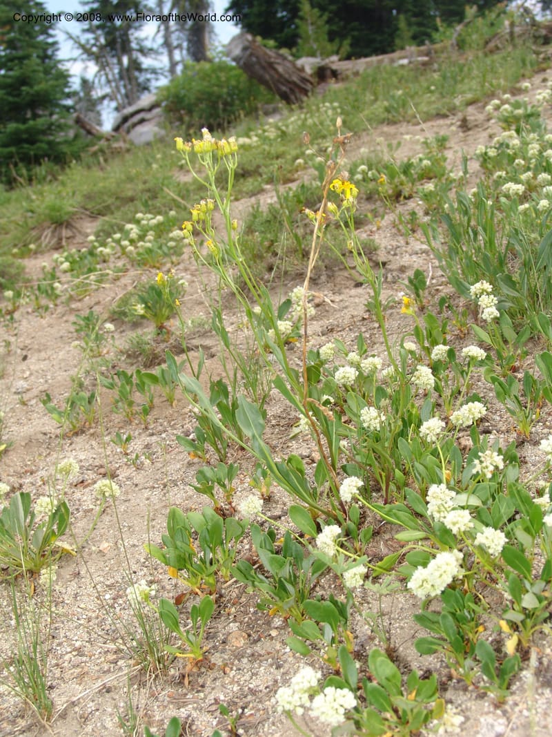 Eriogonum pyrolaefolium v. coryphaeum, CDavidson11099--ID. Valley Co. Top of Brundage Mtn.. 15 Jul 07. 024.jpg