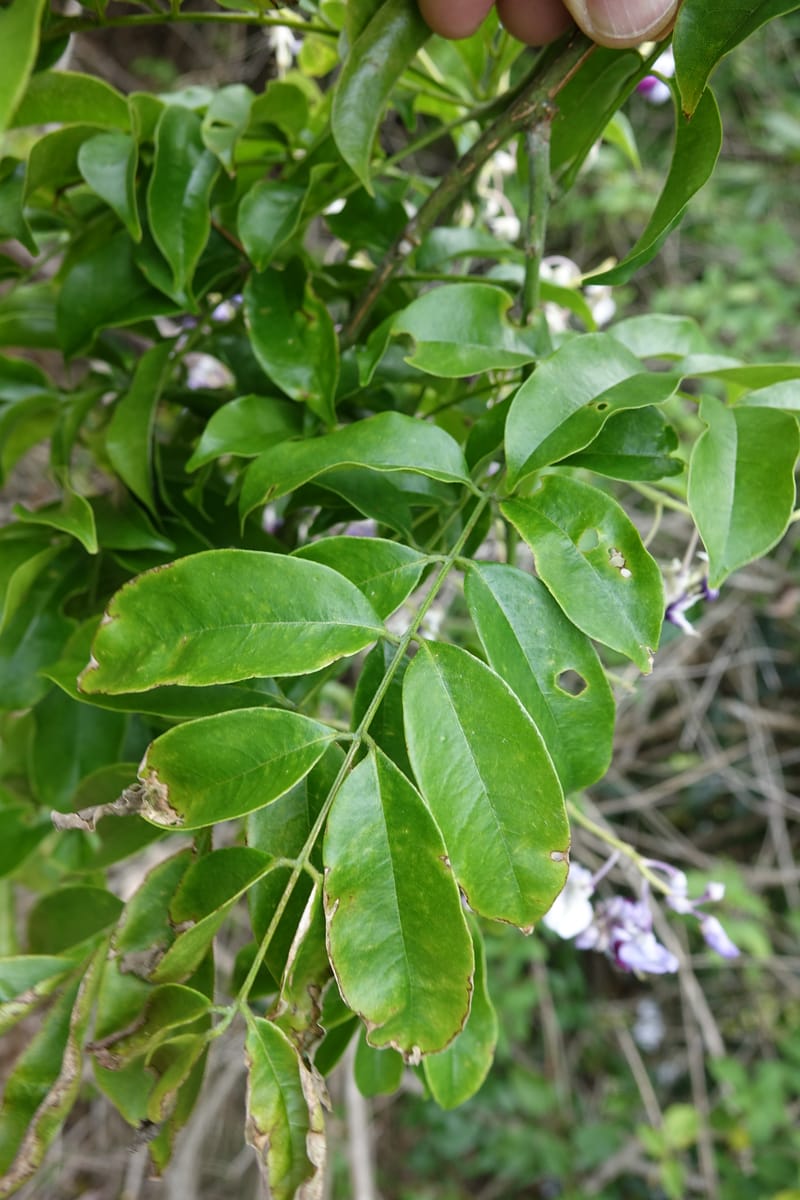 Callerya megasperma, Davidson, C 13335--Australia. Qld. Austinville Rd. 17 Oct 2016. DSC02741 (42).JPG