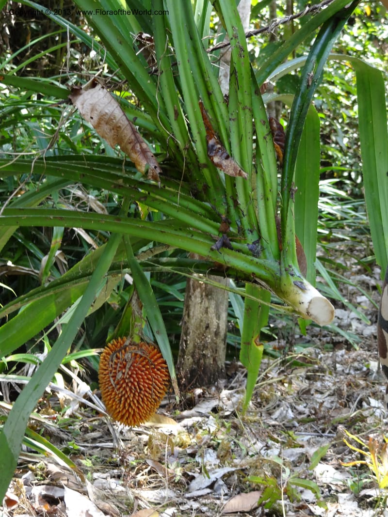 Pandanus fusinus, Callmander 1006--Sarawak. Gunong Fairy. 27 Mar 2012. DSC05525 (15).JPG