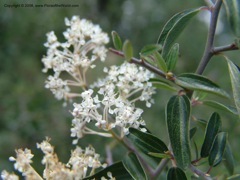 Ceanothus fendleri--AZ. Arboretum at Flagstaff. 3 Sep 04. 175.jpg