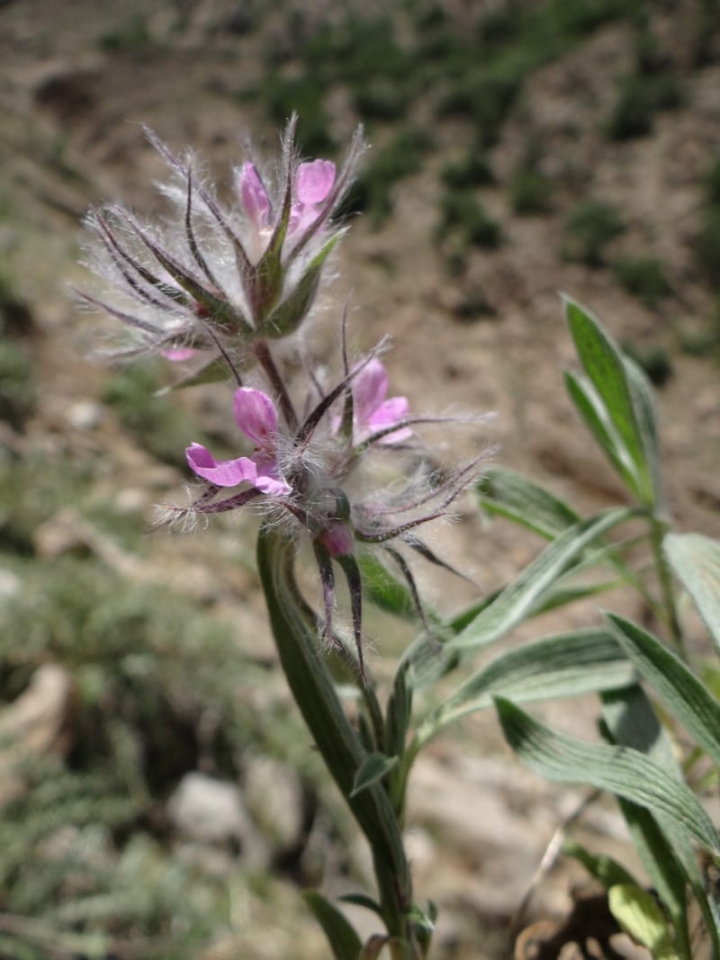 Stachys lavandulifolia--Iraq. Kurdistan. Shakh-i-Pira Magrun. 25 May 2013. DSC05267 (109).JPG