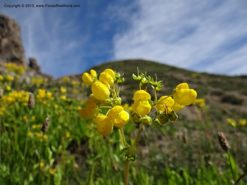 Calceolaria biflora, WDS 34183--Chile. Cta. 115. La Laguna. 22 Feb 2013. DSC02595 (115).JPG