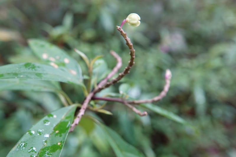 Polygala karensium, D. Boufford 44124--China. Yunnan. Da Wei Shan. 2 May 2018. DSC01093 (13).JPG