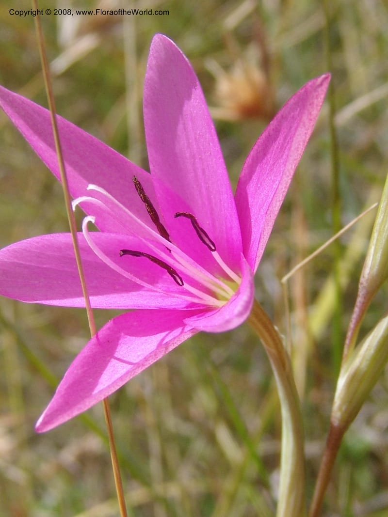 Hesperantha--So.Africa. E. Cape. R58 SE of Barkly East. 10 Mch 05. 158.jpg