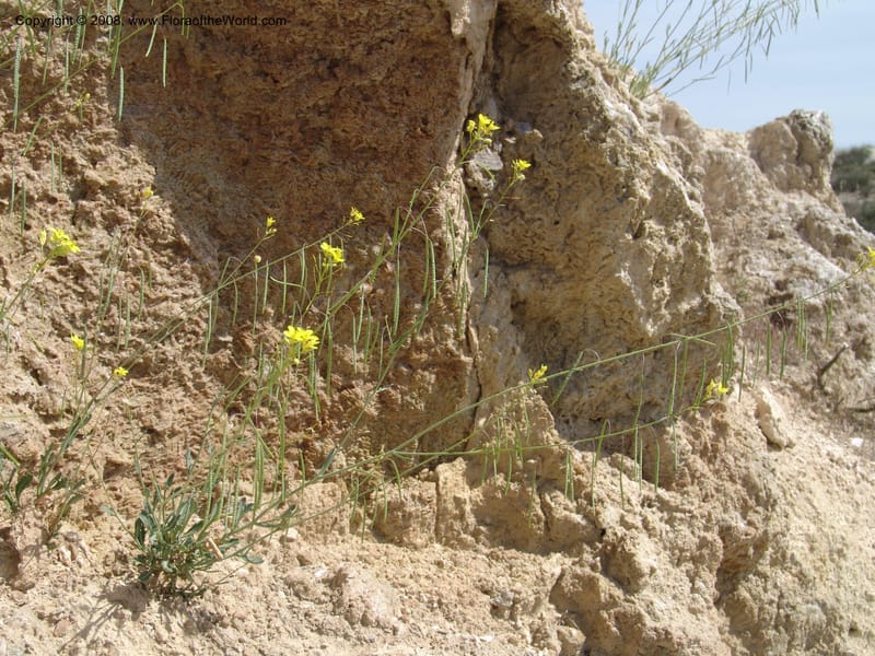 Diplotaxis harra ssp lagascana--Spain. Prov. Almeria. Los Yesos. 22 Apr 05. 112.jpg